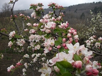 Serra_Buffa - 20110423 019.jpg